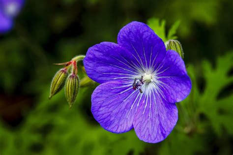 pics of violet flowers